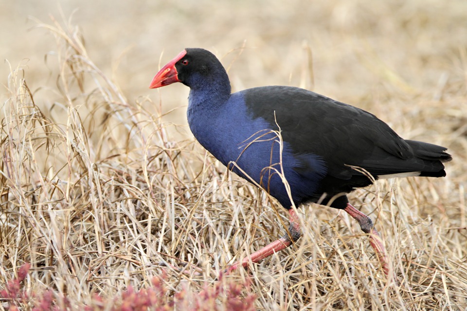 Purple Swamphen (Porphyrio porphyrio)